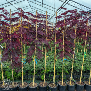  Albízia čokoládová (Albizia Julibrissin) ´SUMMER CHOCOLATE´® - výška 300-350 cm, obvod kmeňa 4/6 cm, kont. C12L - NA KMIENKU 